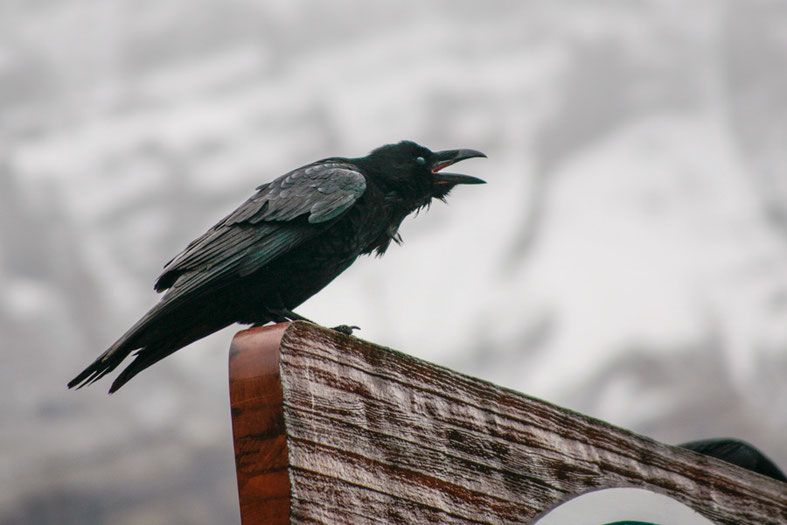 Für die nordamerikanischen Ureinwohner ist der Raven ein Vogel der Mythologie, der der Welt das Licht brachte.