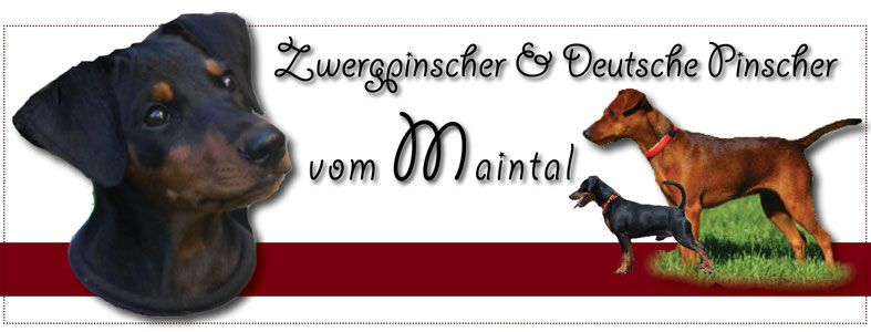 pinscher-vom-maintals Webseite!