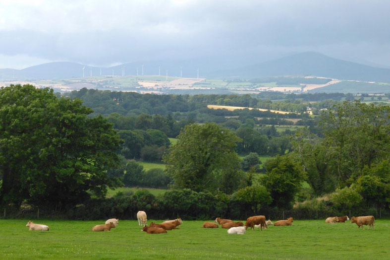 Cattle, hills, and wind turbines