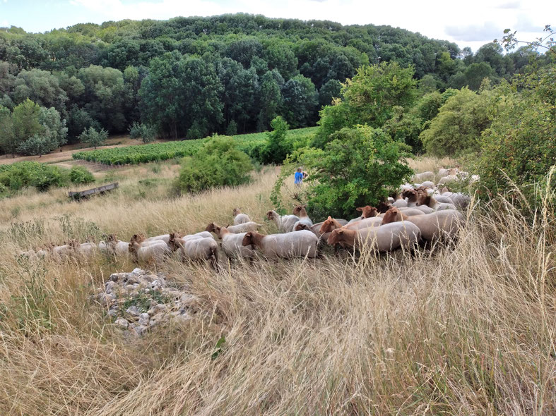 Die Schafherde im Biotopverbund Jugenheim, Foto: Kirsten Bohnen