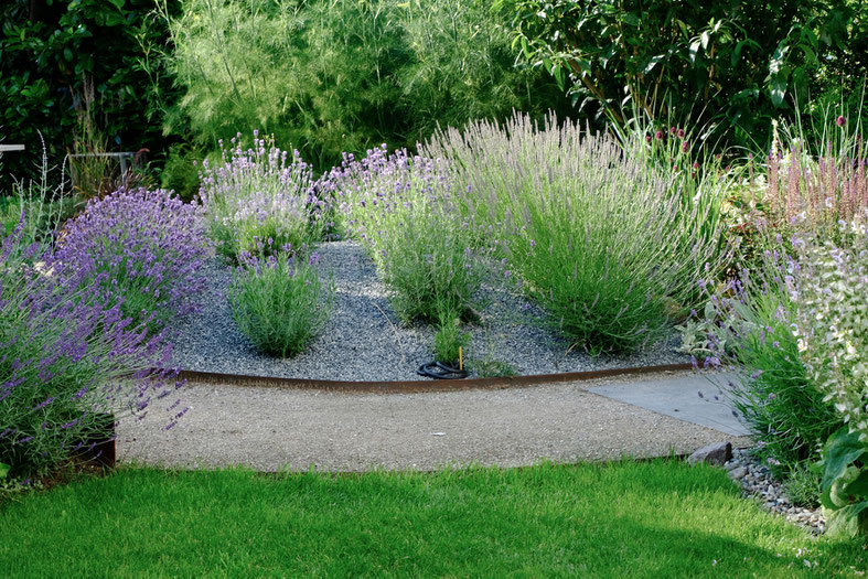 dieartigeGARTEN // July Garden - mixed Lavender Hill