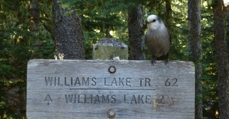 A gray jay on the sign where the road ends. From here the lake is actually less than 2 miles away. 