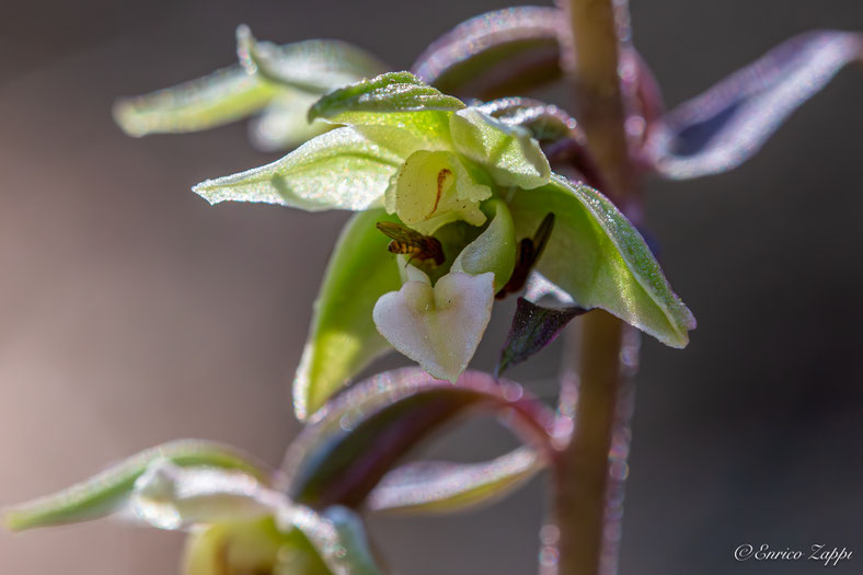 Fiore di Epipactis purpurata (orhidea selvatica) con ospite.