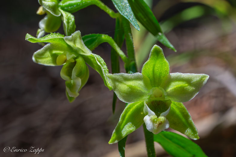Fiori di Epipactis greuteri, orchidea selvatica.