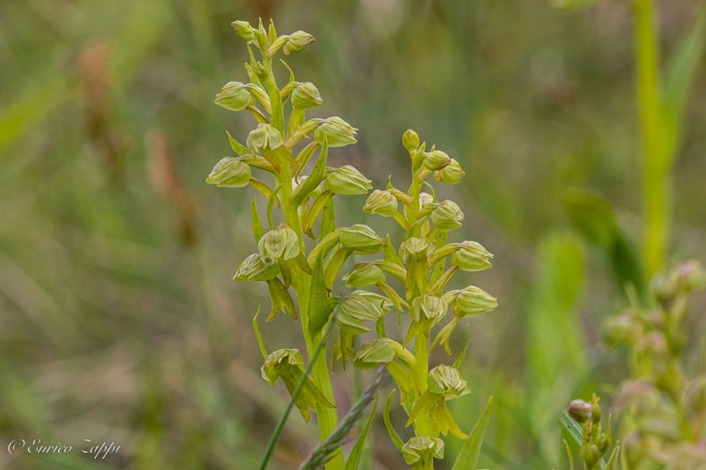 Coeloglossum viride.