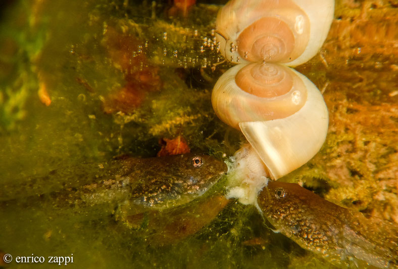 Due girini di Ululone dal ventre giallo si nutrono di una lumaca caduta in acqua, in una pozza dove vivono nel territorio del Parco Nazionale delle Foreste Casentinesi (Foto subacquea).