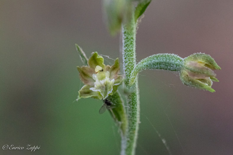 Epipactis microphylla.
