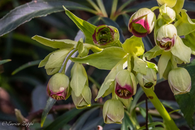 Fiori di elleboro fetido.