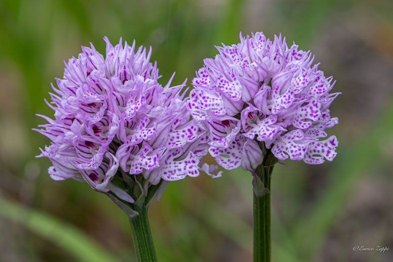 Neotinea tridentata.