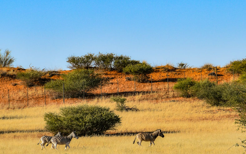 I colori del Deserto del Kalahari