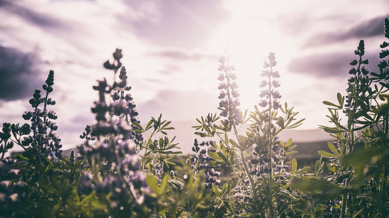 Blumenwiese in Island. Bild von Jonatan Pie auf Unsplash.