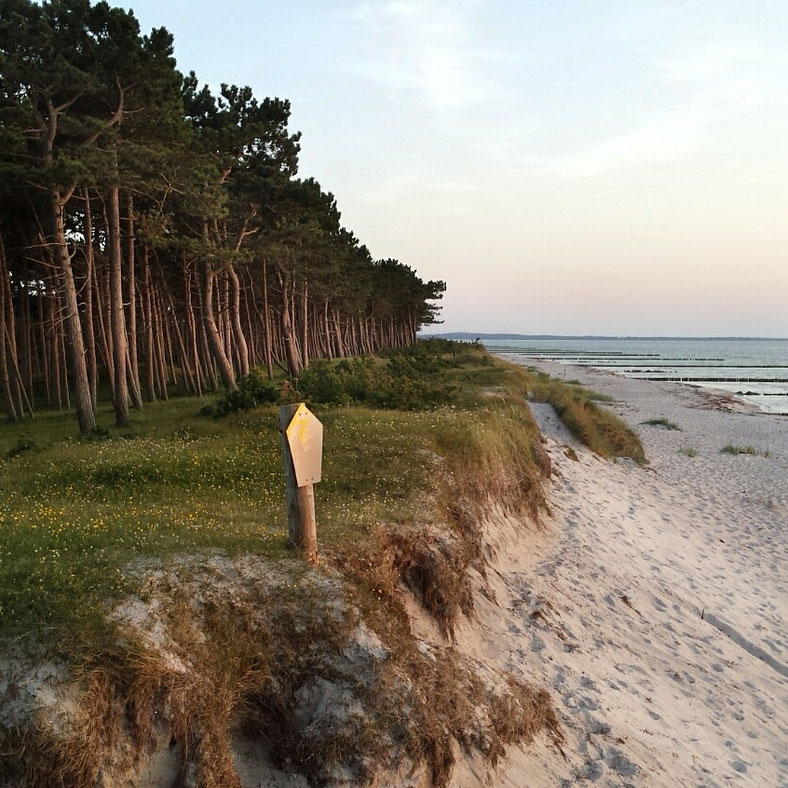Christine Grandt: Hiddensee, Gellen, Kiefern, Wald, Strand, Sonnenuntergang, Insel