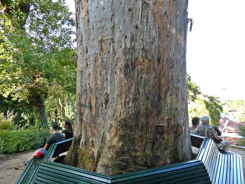 Gum tree in Alemeda Park, Santiago de Compostela