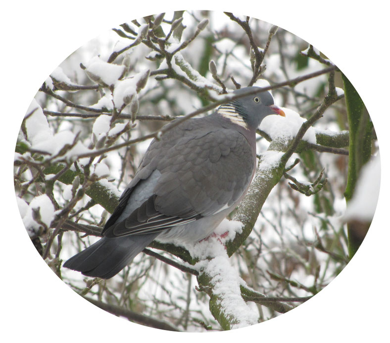 Foto "Wildtaube im Winter" © Winfried Haas