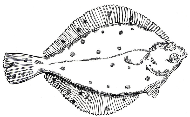 Scholle Stahlfederzeichnung © Caroline Ronnefeldt