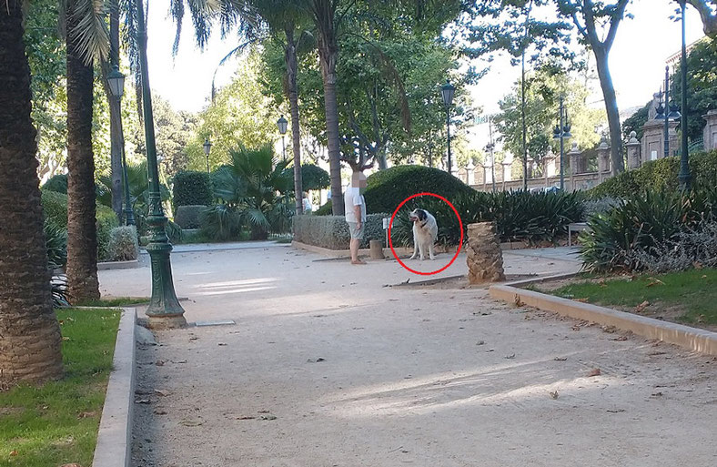 Perros 2, en parques y jardines de València sin correa sueltos y sin bozal, heces sin recoger, suciedad y peligro para la salud.