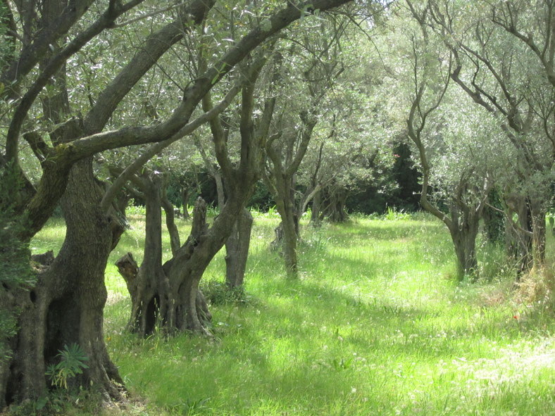 Bild: Les Jardins de l´Abbaye Saint André in Villeneuve-lès-Avignon 