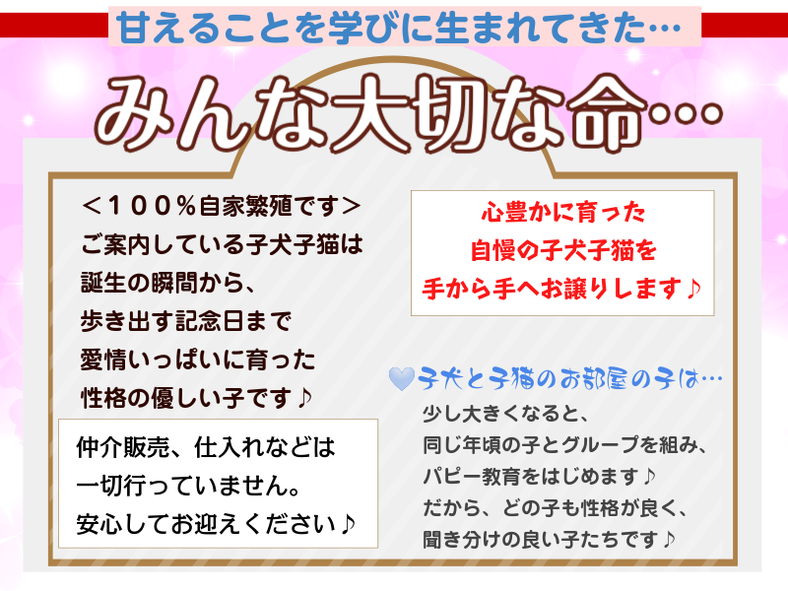 子犬と子猫のお部屋（みんな大切な命）