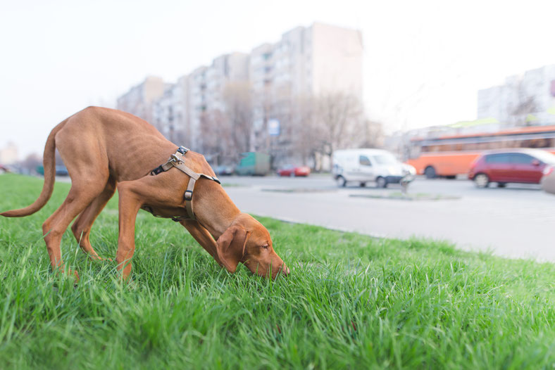Il mio Cane mangia la cacca capire perchè per risolvere il problema in