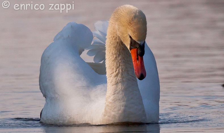 ll cigno reale (Cygnus olor, Gmelin 1789) immortalato in un canaletto fra le canne in un'oasi del Parco Regionale del Delta del Po.