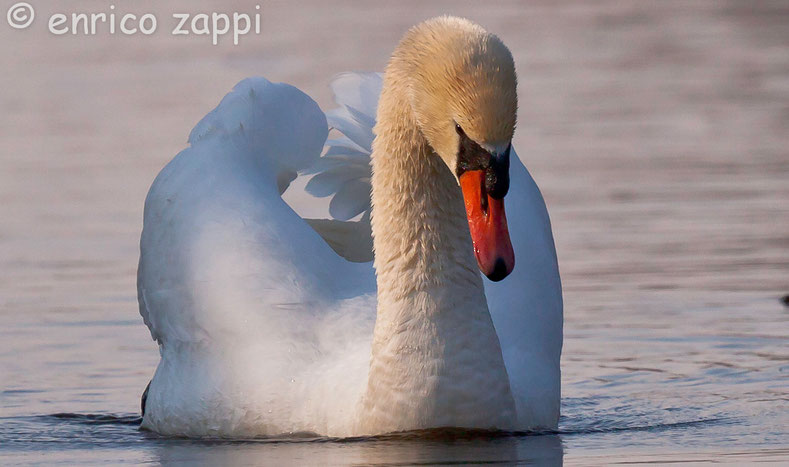 ll cigno reale (Cygnus olor, Gmelin 1789) immortalato in un canaletto fra le canne in un'oasi del Parco Regionale del Delta del Po. 