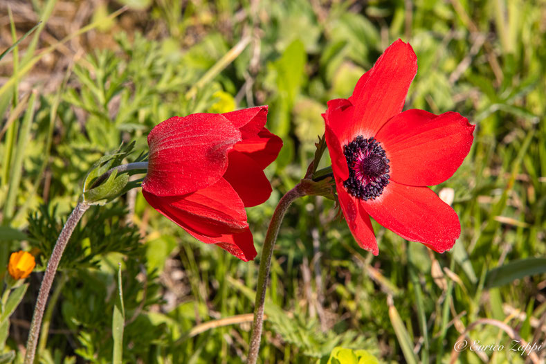 Anemone coronarica.