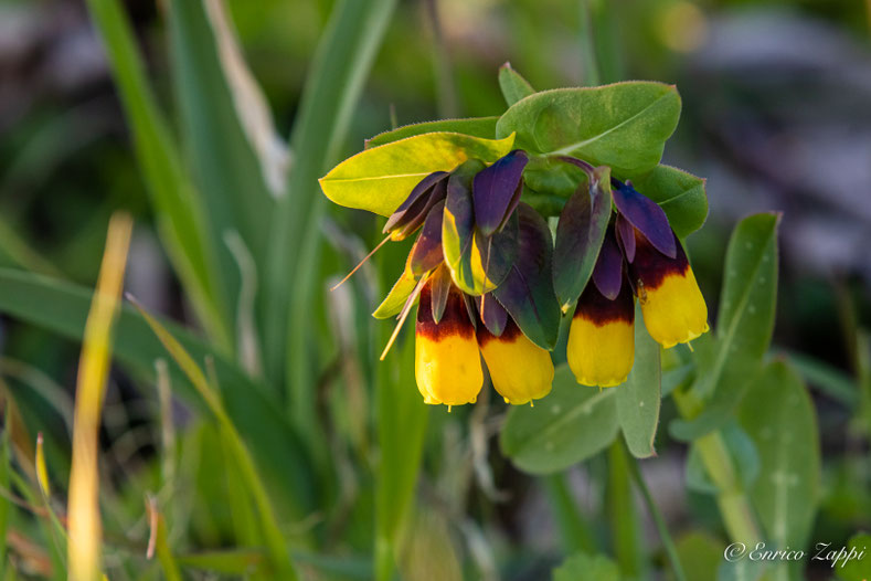 Cerinthe major - erba vajola.