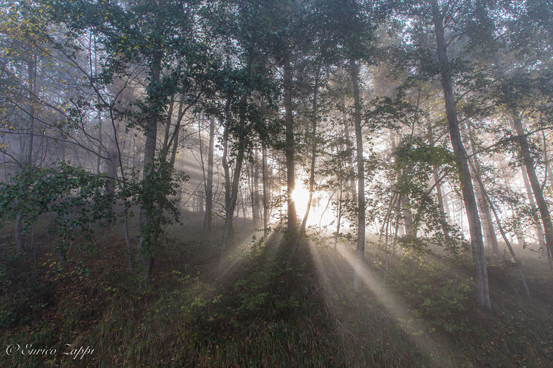Un'esplosione di luce solare in mezzo al bosco; raggi che penetrano fra le fronde e illuminano la leggera nebbiolina che pervade  il sottobosco.