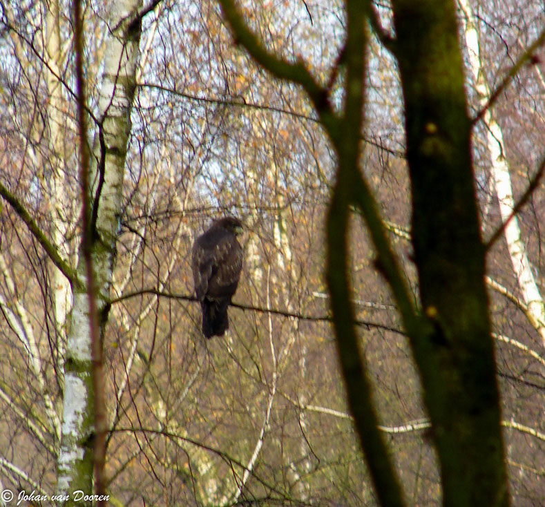 Een van de eerste wandelingen (met camera, maar geen spiegelreflex maar een Sony Steady Shot) en daardoor deze buizerd niet echt scherp gefotografeerd.