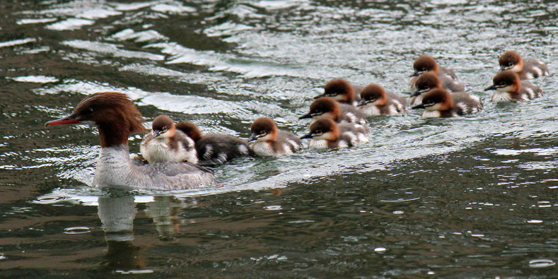 Gänsesäger, Limmat 2014