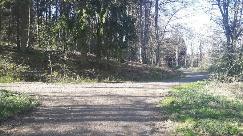 An einer lichten Stelle im Wald treffen drei Wege aufeinander. Links im Bild sieht man eine Bank, die zum Ausruhen einlädt. (Daril Steelbone 2020)