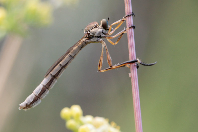 Das Gemeine Schlankfliegen-Weibchen (Leptogaster cylindrica) wird 11 bis 16 mm lang. Sie erbeutet im Flug andere Kleininsekten und gehört zur Familie der Raubfliegen (Asilidae).