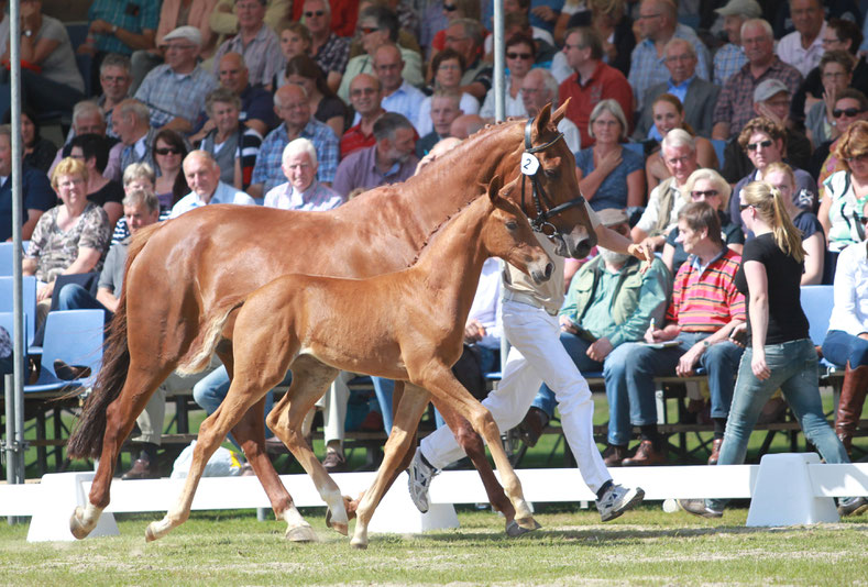 Toulouse (Jazz) en haar veulen Hortense STRH tijdens Veulenveiling Borculo in 2012. Foto Jacquelien van Tartwijk