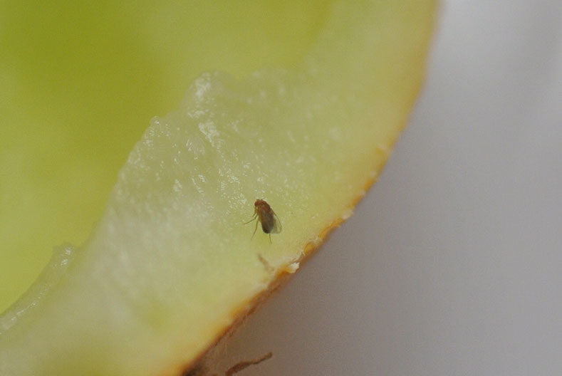 Obstfliegen und Fruchtfliegen fangen