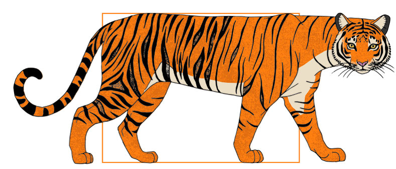 design illustration melanie suter tiger digital anatomie biologie natur textur 