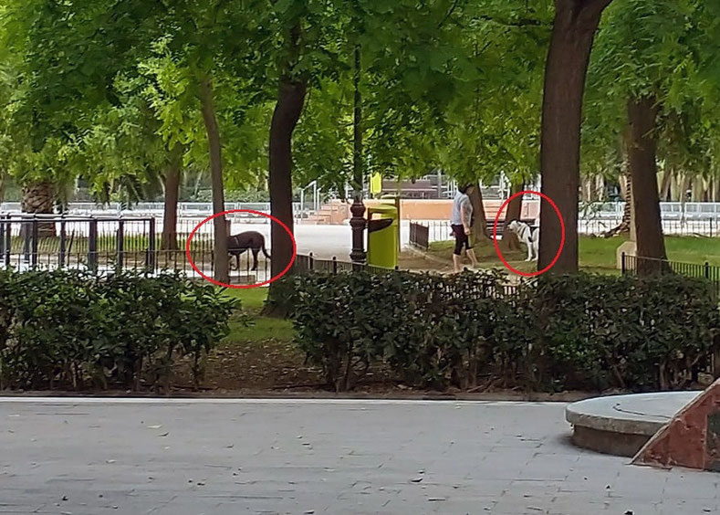 Mascotas en parques y jardines de València sin correa sueltos y sin bozal, heces sin recoger, suciedad y peligro para la salud.
