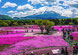 Cherry Moss and Mt Fuji