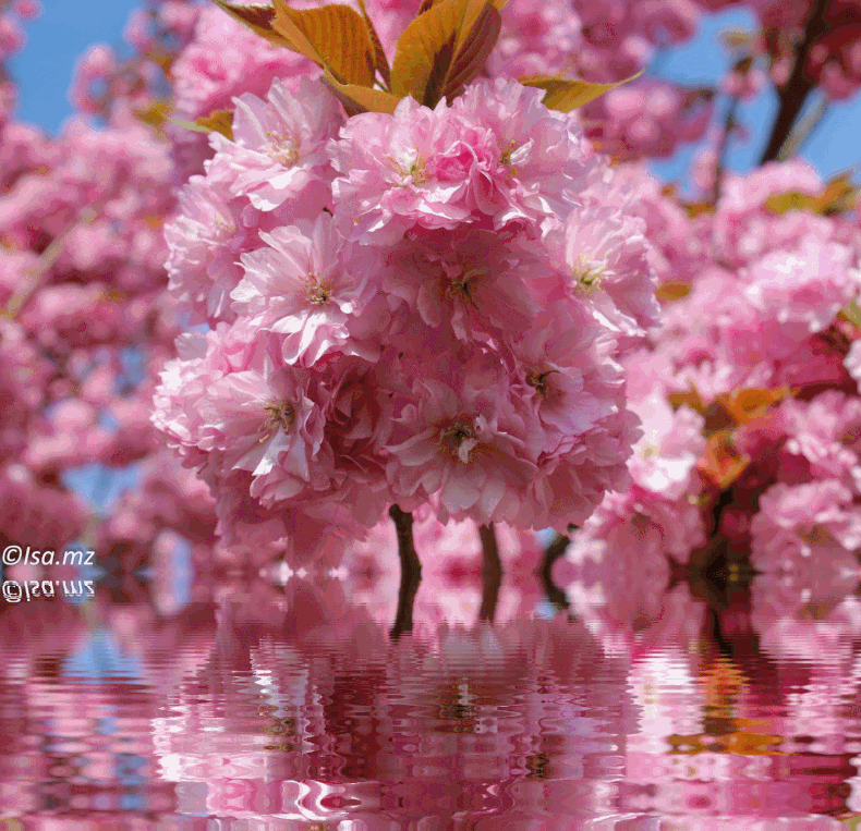 Parc de Sceaux : Cerisiers roses 18 Avril 2015