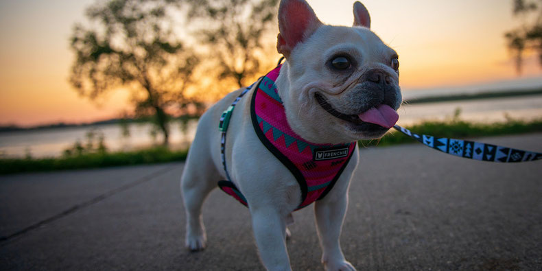 tips to get started petsitting