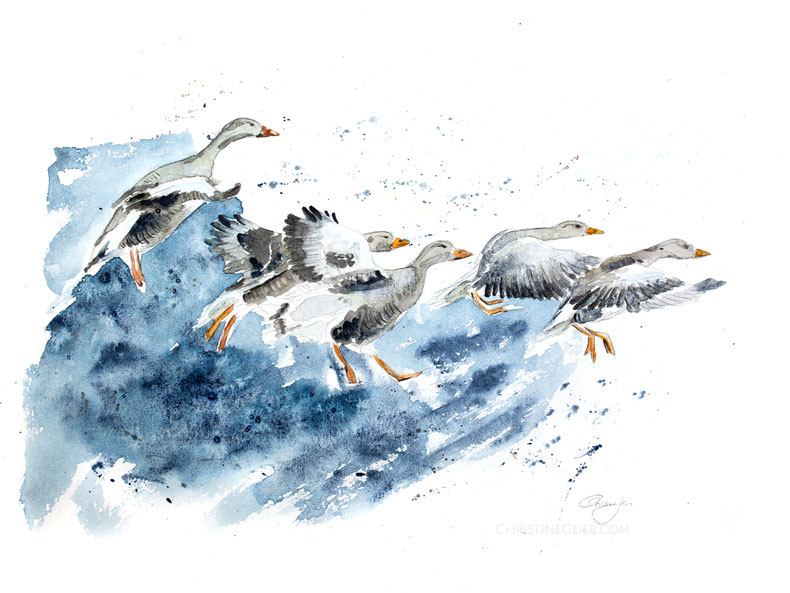Gänse Aquarell, Illustration, Gans, Vögel im Landeanflug, contemporary art, zeitgenössische Kunst, goose spirit, goose art, goose watercolour, watercolor