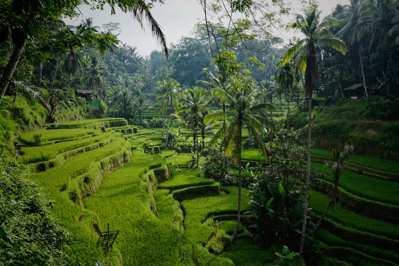 Reisterrassen auf Bali