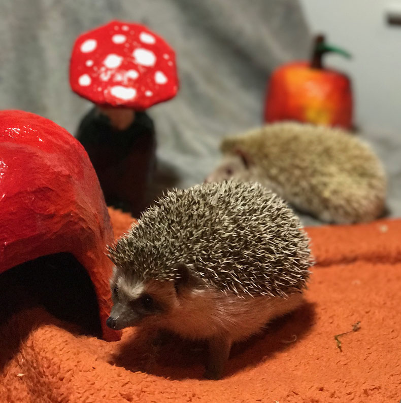 Der afrikanische Weißbauchigel als Heimtier - ks-berlinanimalss Webseite!