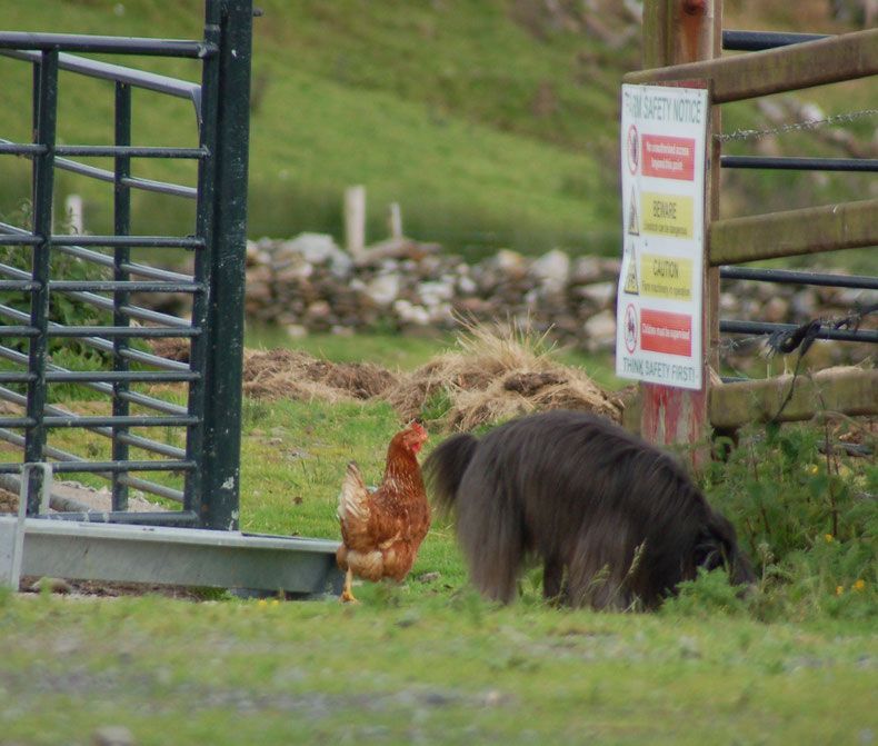 auf dem Campingplatz läuft nicht nur der freundliche Hund des Campingplatzbesitzers, sondern auch die Hühner frei herum