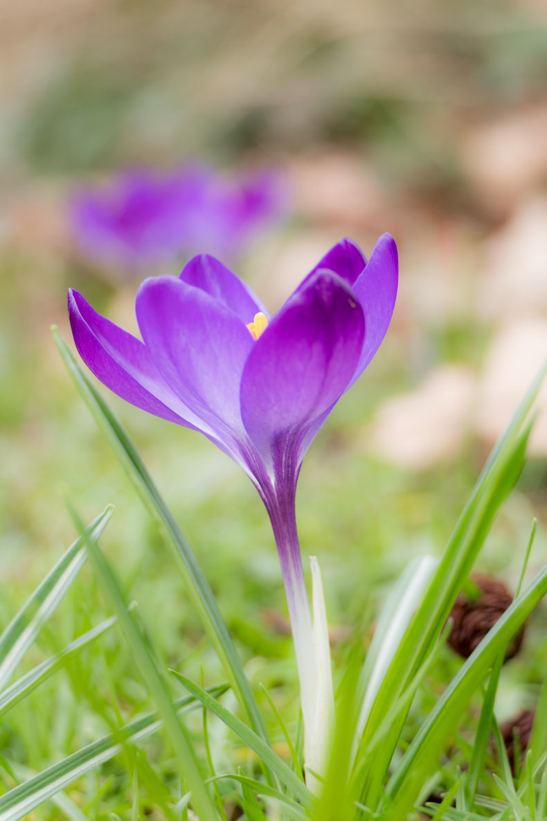 Close up paarse krokus