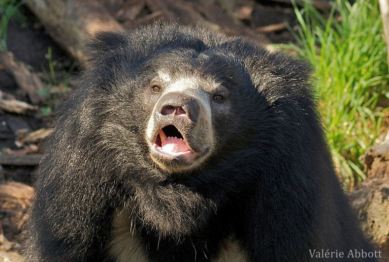 fiche animaux ours lippu