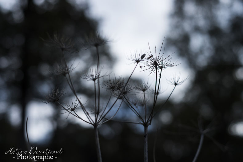 photo de nature en vallée de chevreuse
