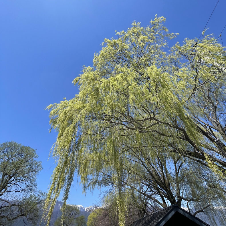長野県　松本市　安曇野　春の風景　ヤナギの新緑　拾ヶ堰