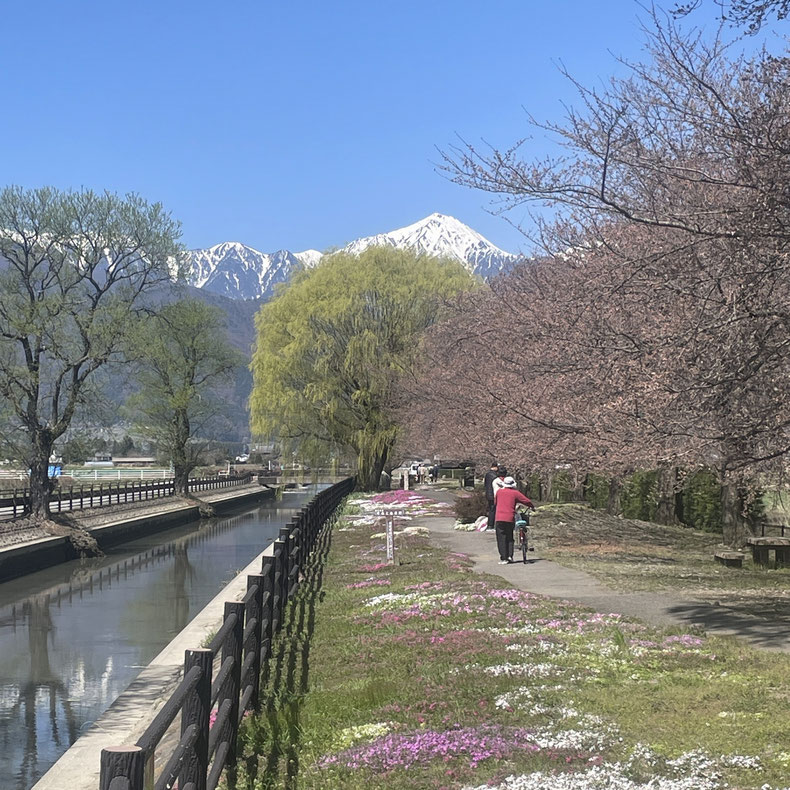 長野県　松本市　安曇野　春の風景　常念岳　拾ヶ堰