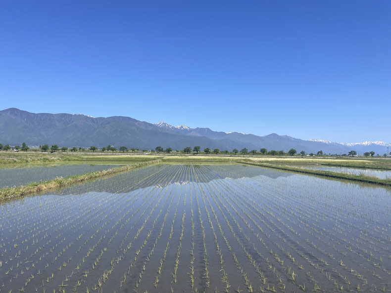 長野県　松本市　安曇野　春の風景　常念岳　田植え