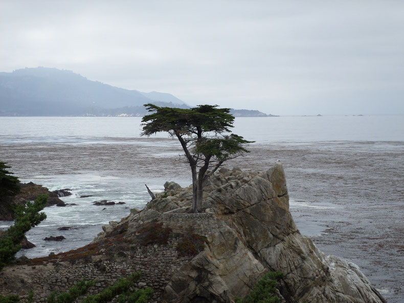 Le "Lone Cypress", très photogénique